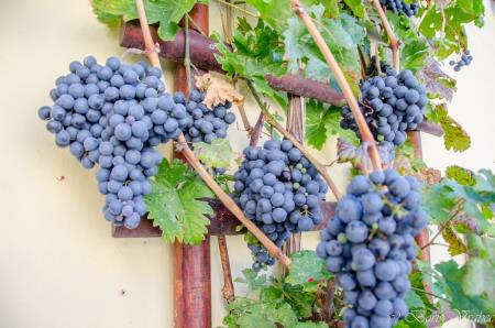 Trgatev stare trte s Saro Čopar 10